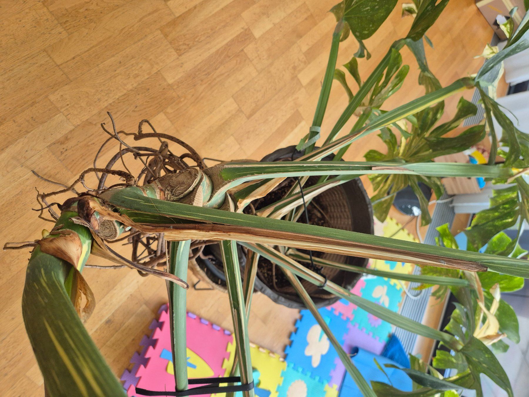Plantes & graines: Monstera Deliciosa, Thai constellation, Mutterpflanze – D'occasion à Bülach par Pflanzen-Heini 2