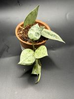 Hoya Krohniana Silver (1-1-8)