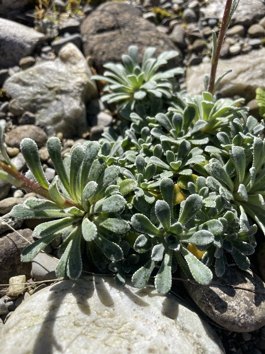 Piante & sementi: LÖFFELBLÄTTRIGER STEINBRECH - SAXIFRAGA COCHLEARIS RCHB. – Nuovo (secondo la descrizione) da Buchs AG venduto da fischli610 1