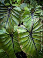 Colocasia Pharaohs Mask - 100% Bio-Pflanze