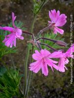 Pelargonium Caffrum × ‘Diana’ - Duft-Pelargonie