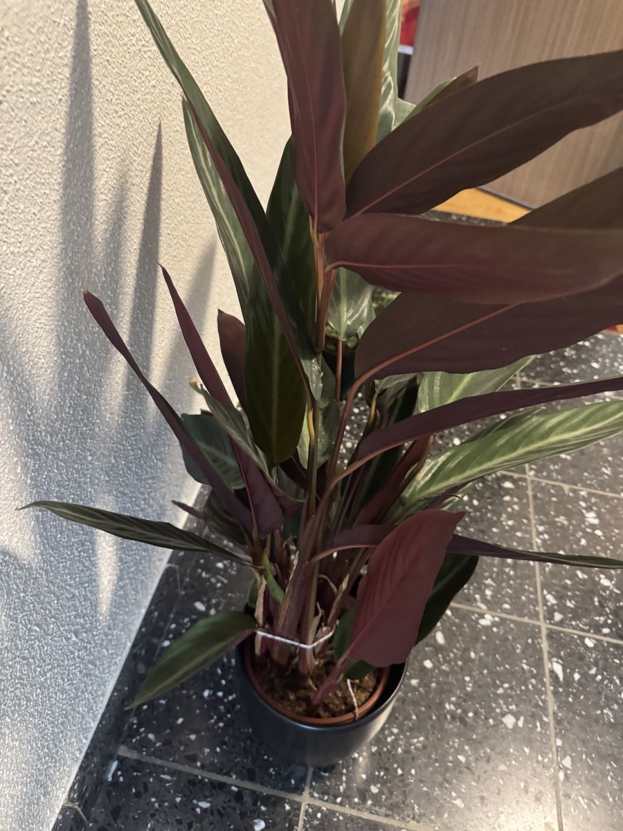 Pflanzen & Samen: Zimmerpflanze Calathea – Gebraucht aus Zürich von Naniiin 1