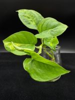 Epipremnum aureum 'Global Green'