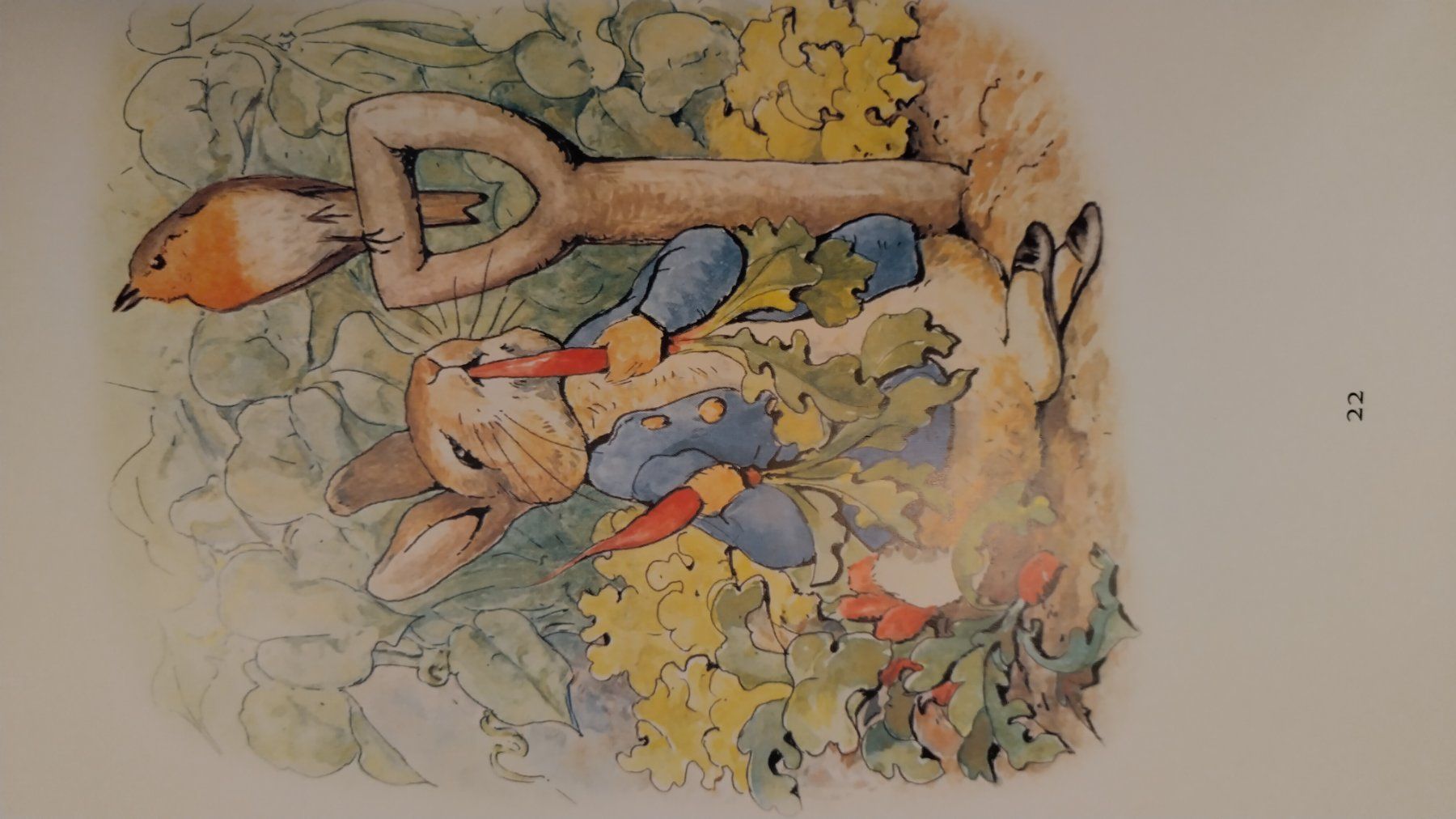 Libri: Die Geschichte von Peter Hase / Beatrix Potter / Bilderbuch – Usato da Bellach venduto da JingleJerry 5