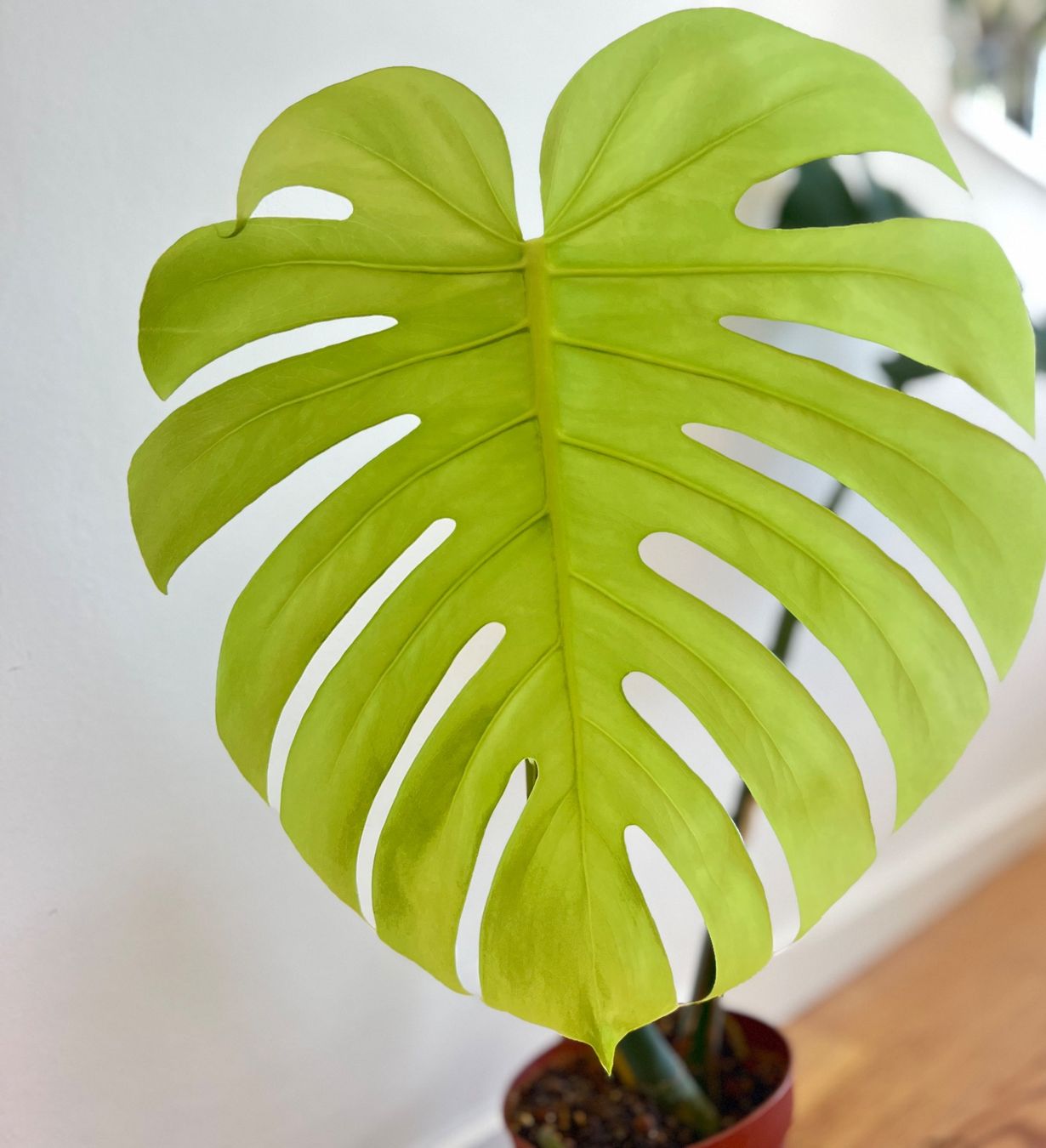 Piante & sementi: Monstera Deliciosa🤩 – Usato da Glattpark(Opfikon) venduto da ste_n99y 1