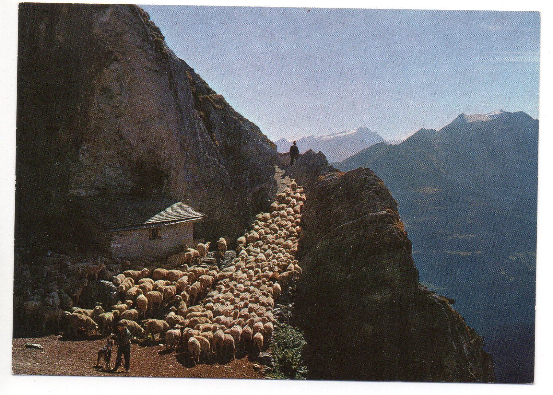 Cartes postales: FLIMS Schafe auf der Alp Mora – Neuf (Voir description) à Jona par philajona