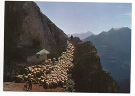 FLIMS Schafe auf der Alp Mora