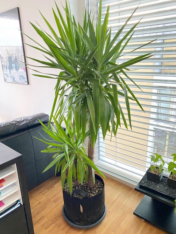 Grosse Yucca Palme (Yucca elephantipes) Kaufen auf Ricardo