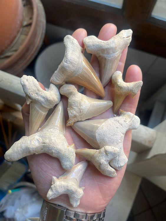 Heyiwell Echte Fossil Haifischzähne - 5 Stück 2-3cm Für Sammlung & Dekoration