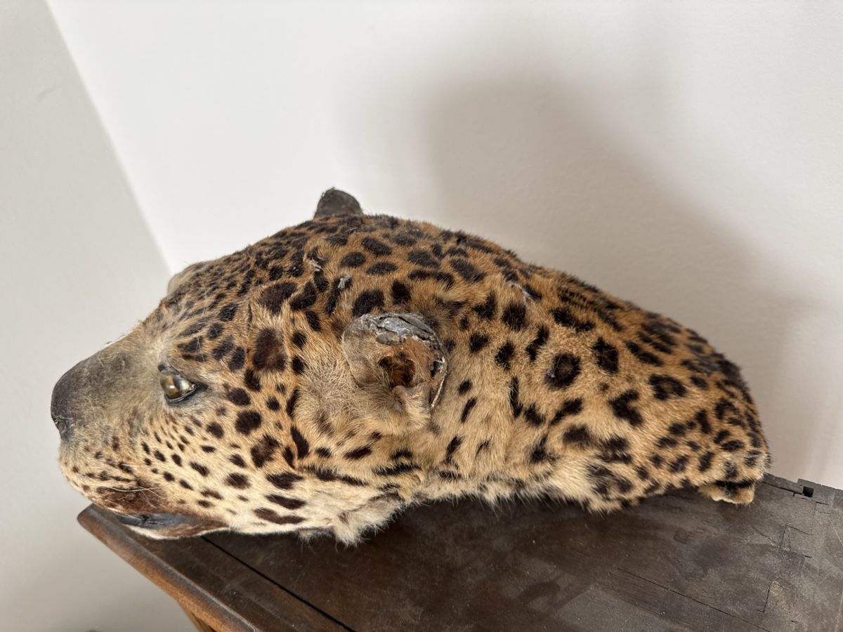 Welt der Tiere: Präparat Leopardenkopf – Gebraucht aus Basel von Ramses1179 3