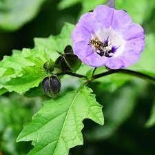 Piante & sementi: GIFTBEERE (Nicandra physalodes) Pflanze – Nuovo (secondo la descrizione) da Hinteregg venduto da ERFOLG78