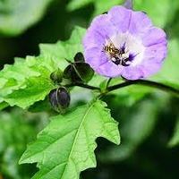 GIFTBEERE (Nicandra physalodes) Pflanze