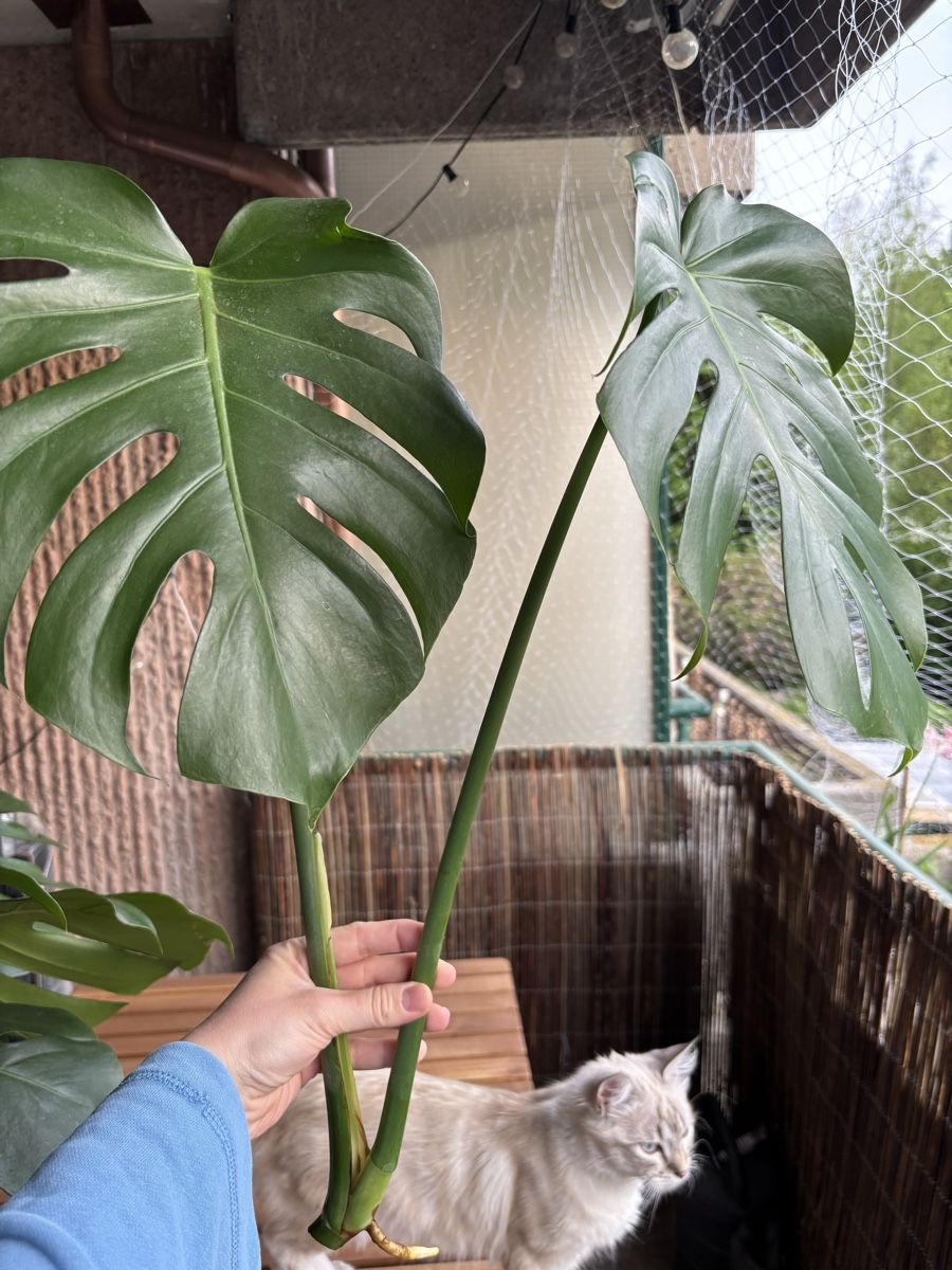 Piante & sementi: Grosse Monstera deliciosa Steckling – Nuovo (secondo la descrizione) da Zürich venduto da birokitti