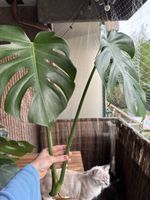Grosse Monstera deliciosa Steckling
