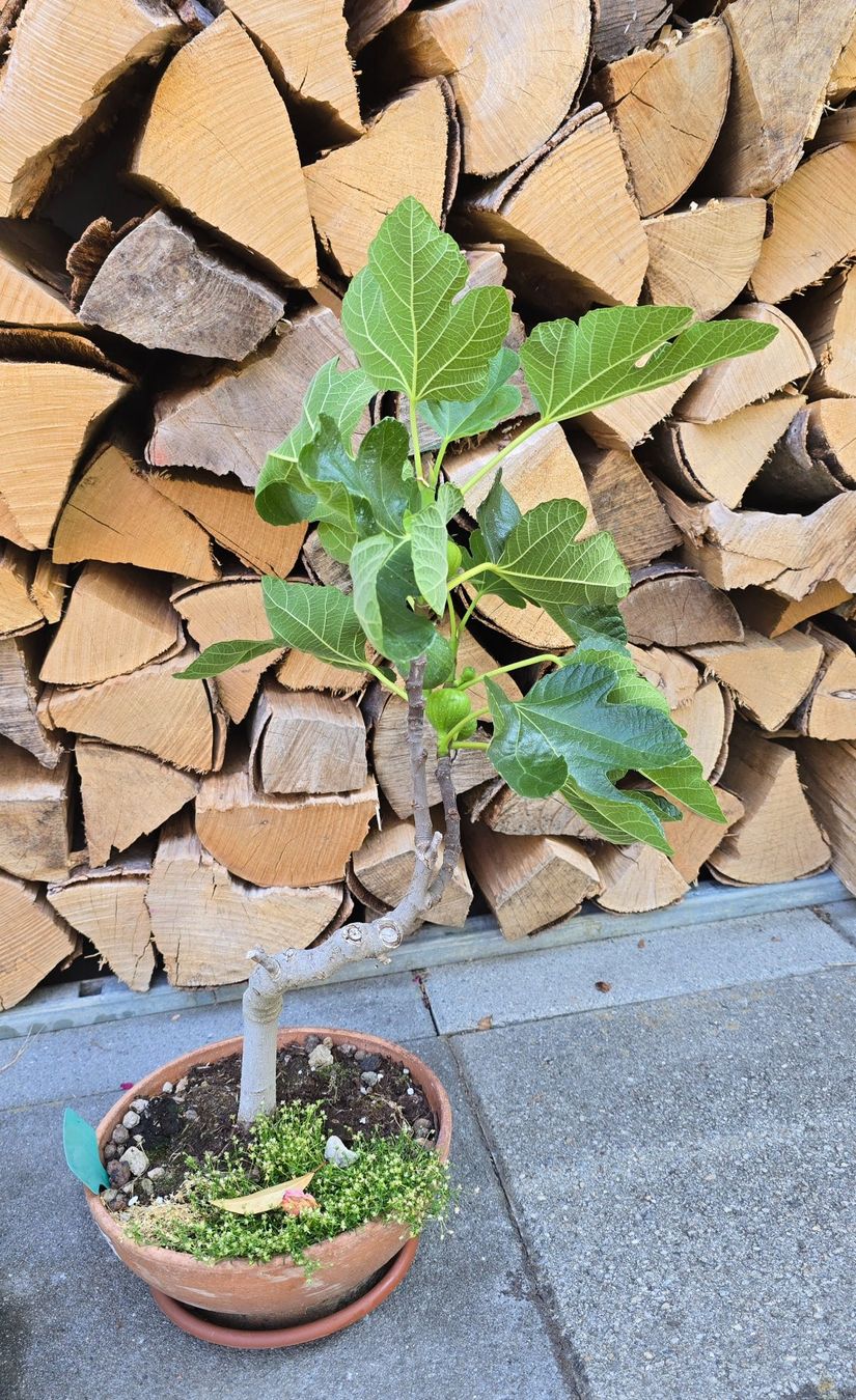 Piante & sementi: Feigenbaum Bonsai Art, viele Früchten – Usato da Aarburg venduto da popkorn65 3