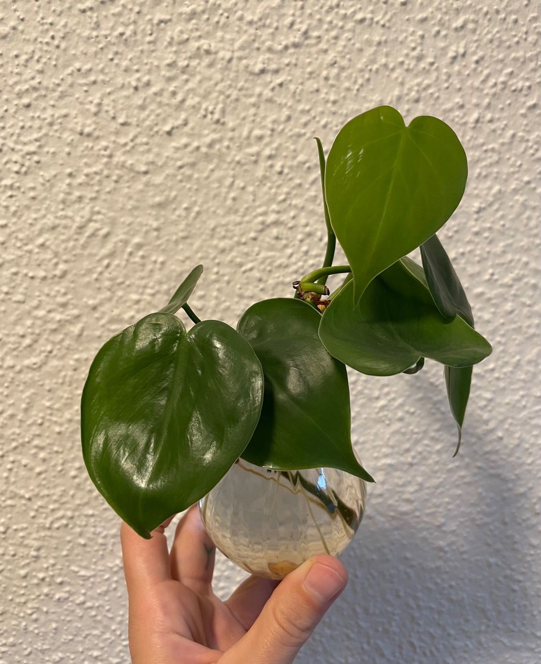 Plantes & graines: Efeutute Stecklinge – D'occasion à Zürich par mar_xfn9 1