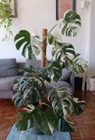 Grosse Monstera Deliciosa Variegata