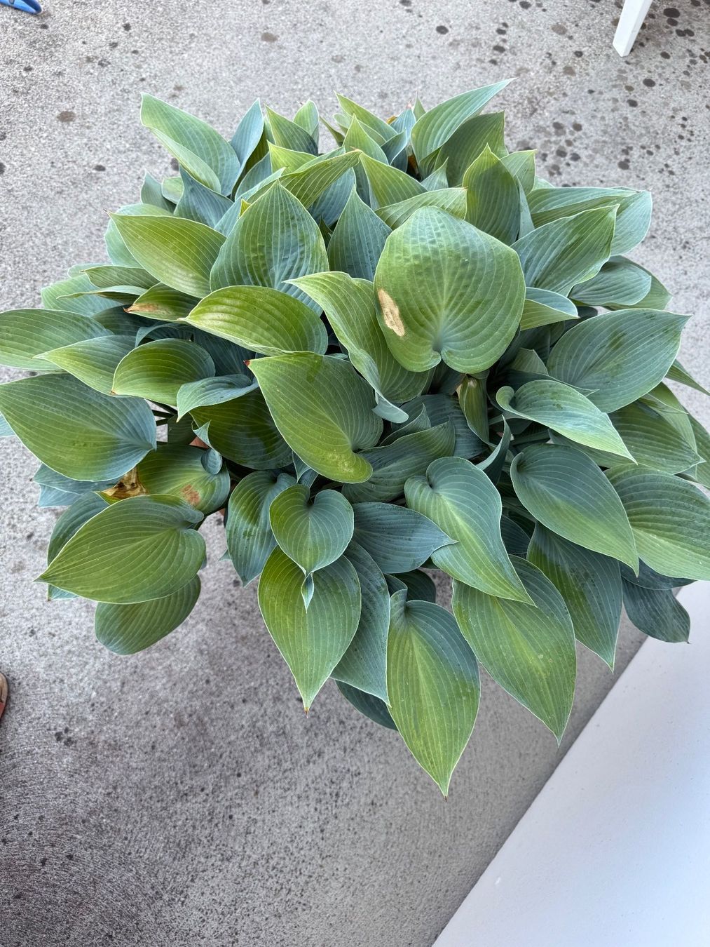 Piante & sementi: Funkie Hosta – Usato da Dällikon venduto da dahi1