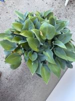 Funkie Hosta