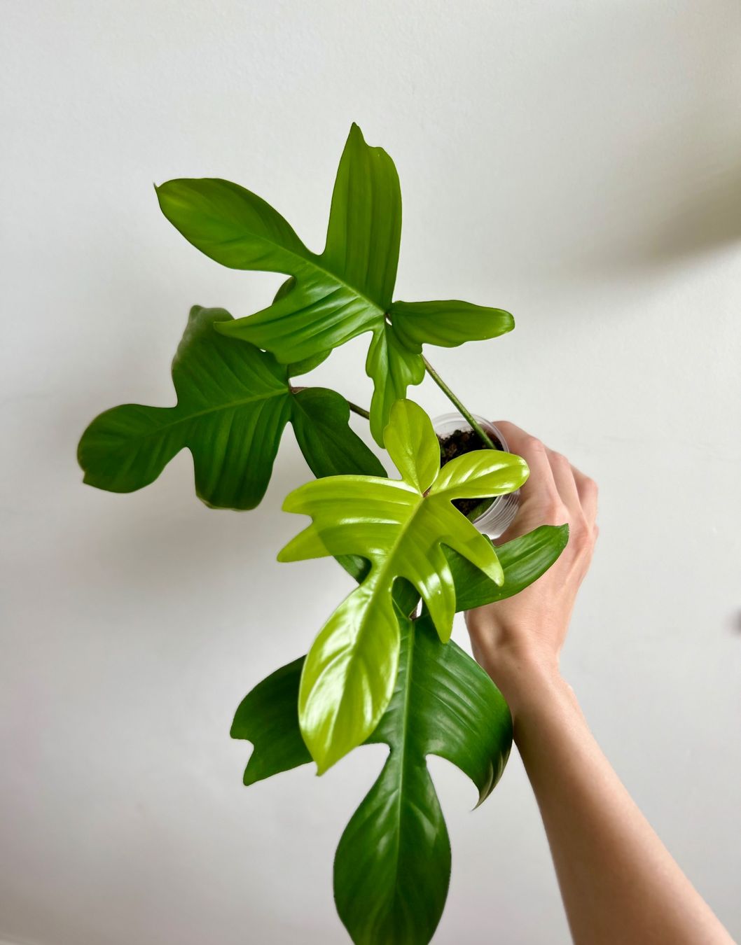 Plantes & graines: Philodendron Florida Ghost😍 – D'occasion à Glattpark(Opfikon) par ste_n99y 3