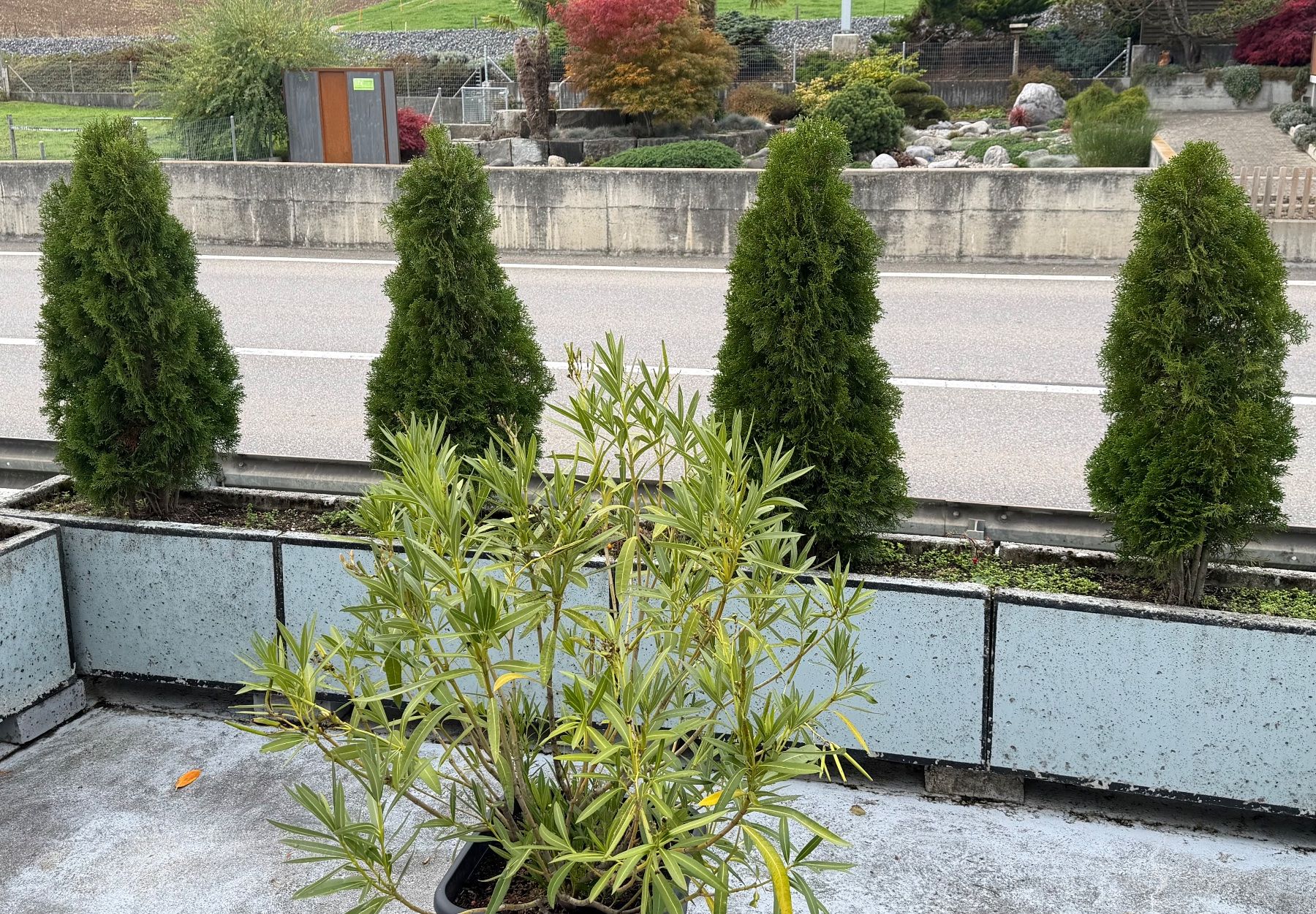 Pflanzen & Samen: Thuja – Gebraucht aus Grosshöchstetten von goky 1