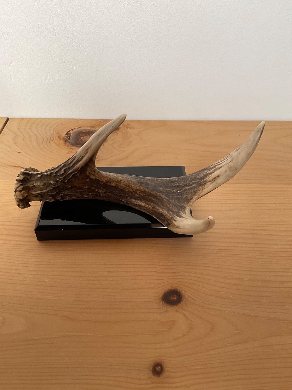Sculture & Statue: Skulptur : Echtes Geweih auf Steinsockel – Usato da Scuol venduto da Lotus2020 2