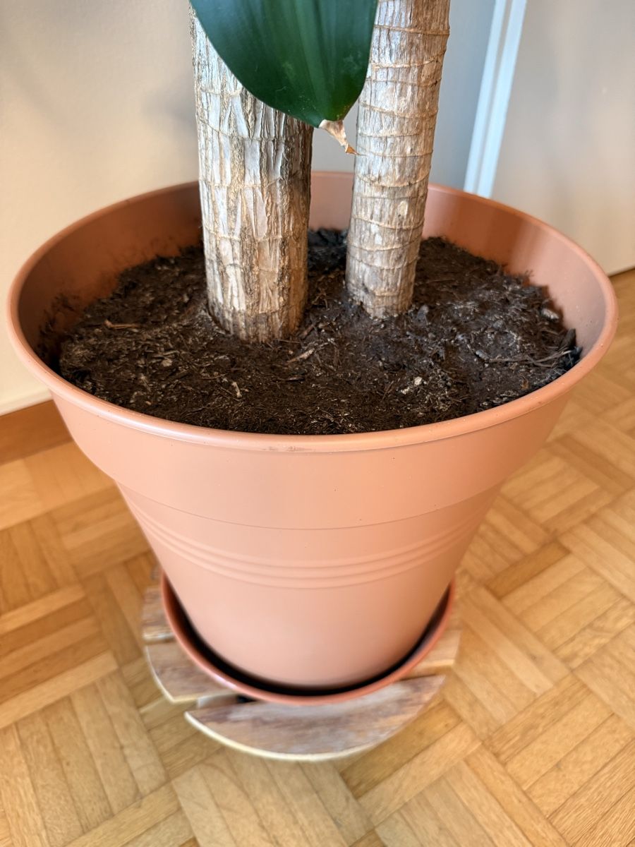 Piante & sementi: Drachenbaum (Dracaena fragrans) – Usato da Kriens venduto da Genschi 4