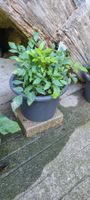 Spirea  im Topf winterhart im Topf D.23cm
