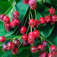 Amelanchier canadensis  20-25cm  (fruits comestibles)