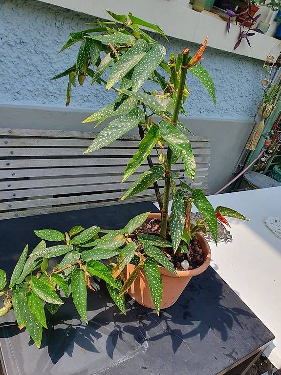 Plantes & graines: Forellenbegonie – D'occasion à Olten par stritten