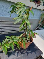 Forellenbegonie
