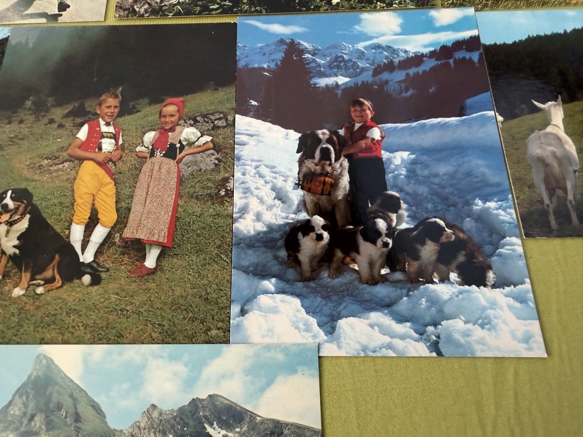 Cartoline postali: Konvolut Schweizer Ansichtskarten Berner Sennenhund Ziegen K – Nuovo (secondo la descrizione) da Libingen venduto da Wisli 7