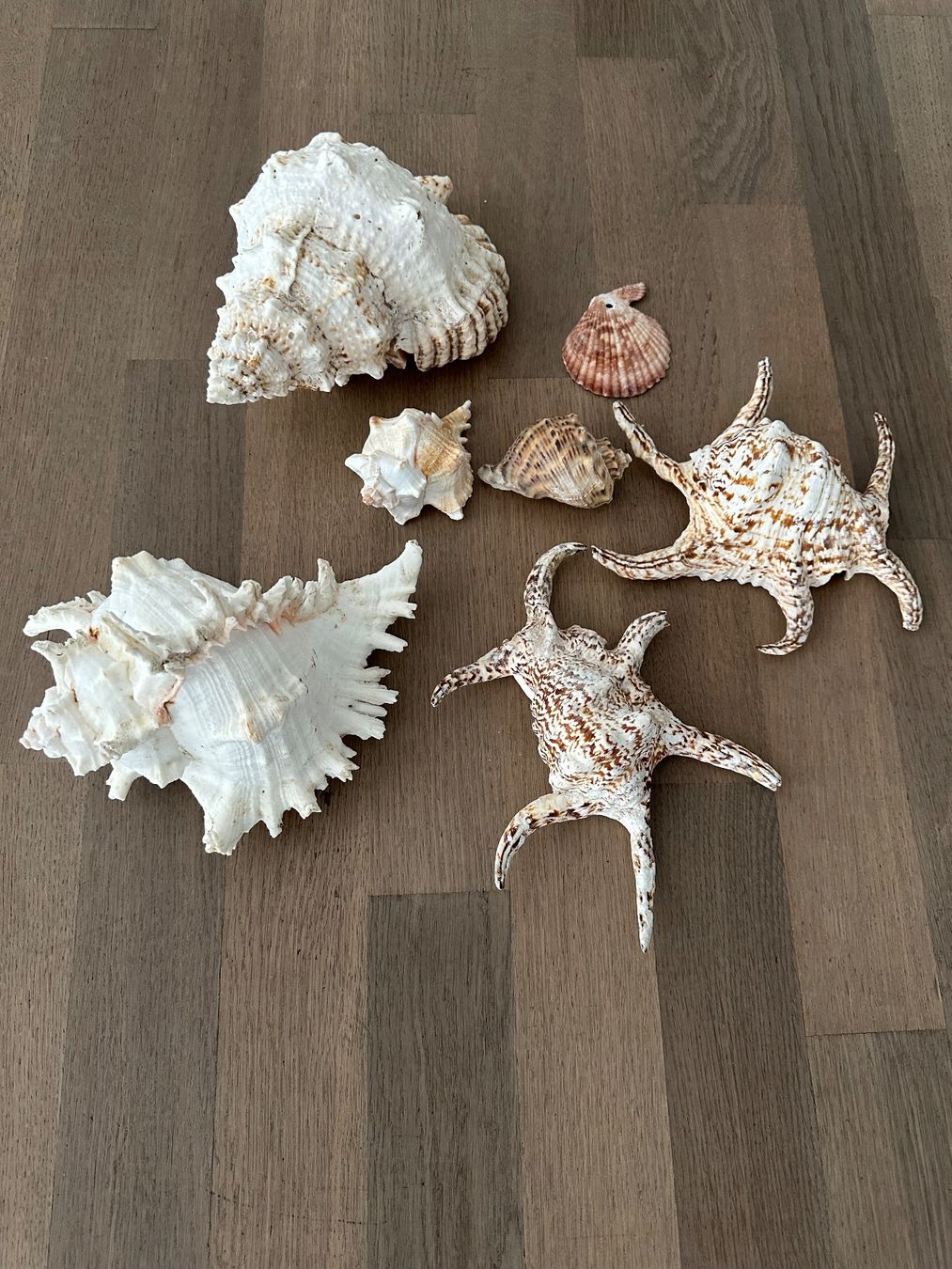 Tutte le decorazioni: Muscheln – Usato da Wigoltingen venduto da Zubi076