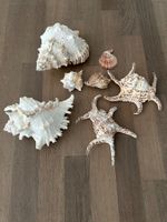 Muscheln