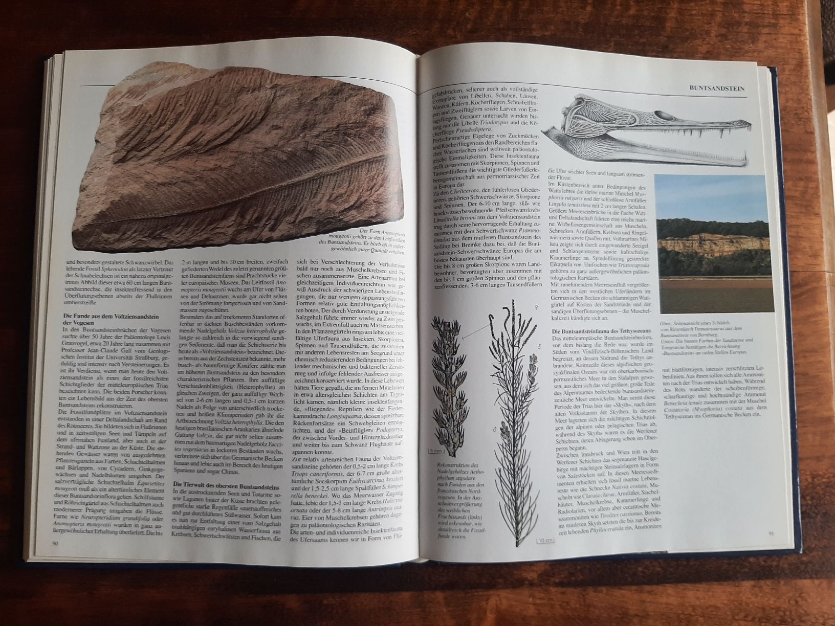 Libri: Fossilien der Urzeit Erdgeschichte – Usato da Rickenbach BL venduto da Oktober68 4