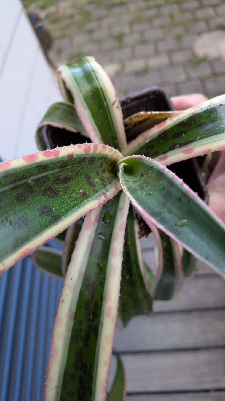Pflanzen & Samen: Mangave ev. snow leopard (Agave hybr.) – Gebraucht aus Horw von Rebuho 1