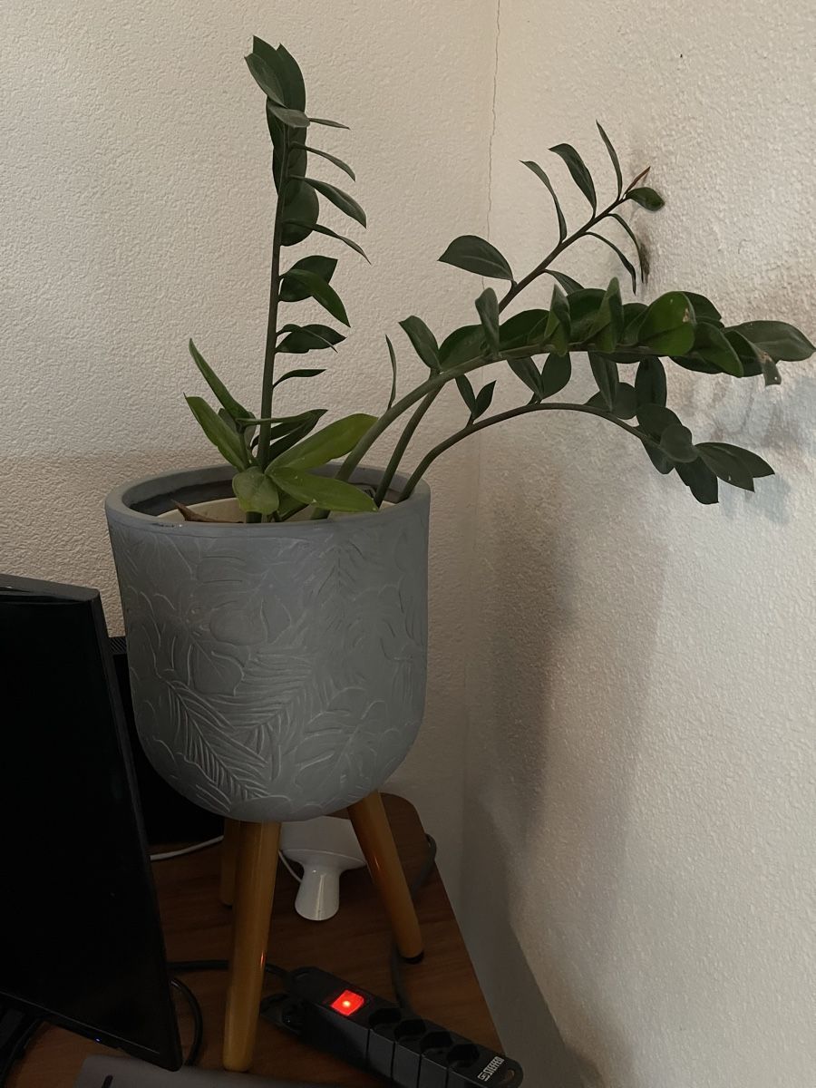 Piante & sementi: Zamioculcas Zamiifolia Glücksfeder – Usato da Arni AG venduto da belfidi