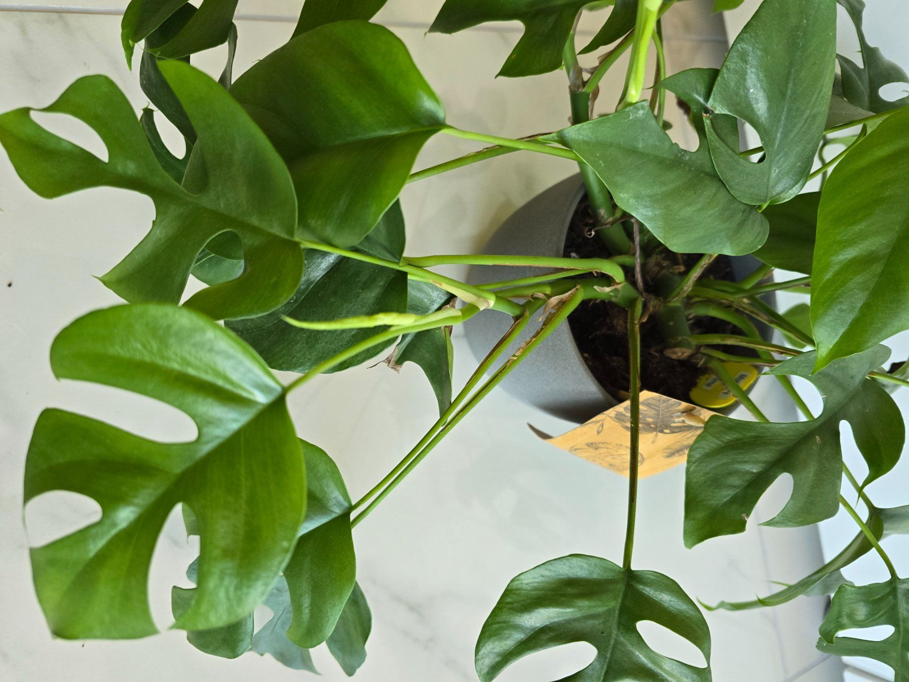 Piante & sementi: Monstera Minima Zimmerpflanze mit Topf – Usato da Aarburg venduto da Glitzerschein 2