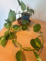 Zimmerpflanze Epipremnum aureum im Topf ohne Übertopf
