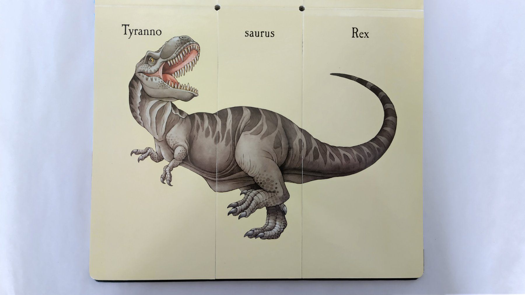 Bücher: Das verrückte Dino-Klappbuch / Sara Ball / Dinosaurier – Gebraucht aus Bellach von JingleJerry 6