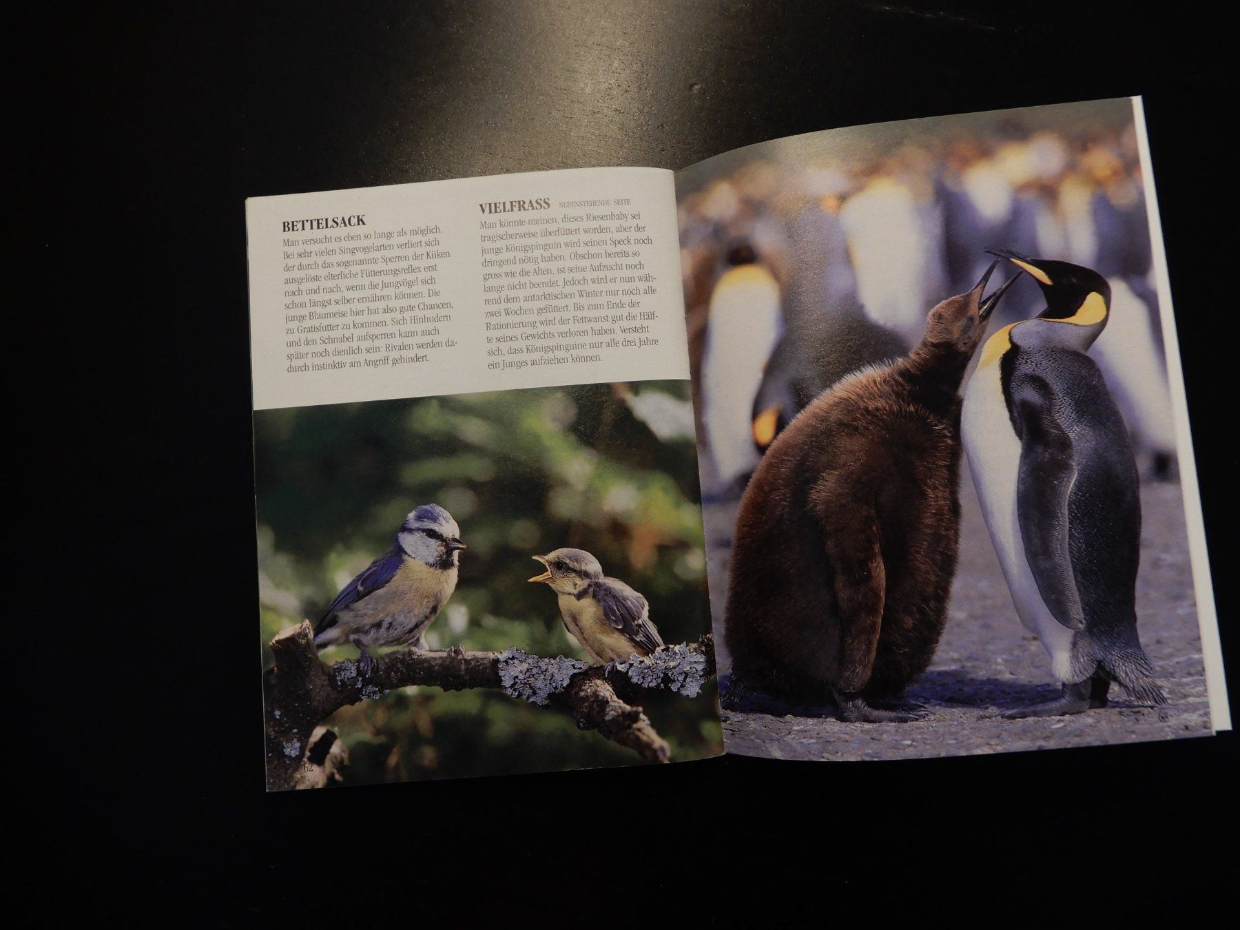 Bücher: Tierbuch "Tiermütter und ihre Kinder" STS – Gebraucht aus Erstfeld von Mario_boe0 8