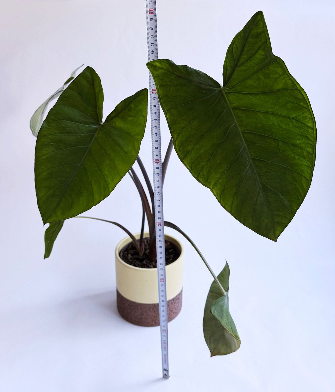 Pflanzen & Samen: COLOCASIA***ESCULENTA***** – Neu (gemäss Beschreibung) aus Dübendorf von Orchid18 2