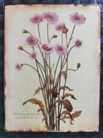 Blumen Bild / Bild mit Blumenmotiv auf Blech / Metall