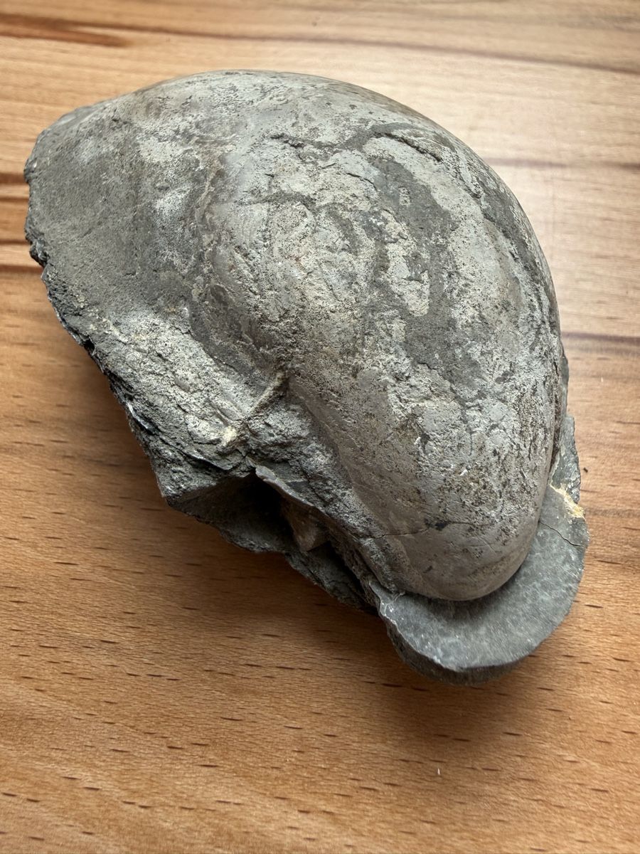 Fossili: Versteinerte Auster – Usato da Grenchen venduto da Bastet007 3