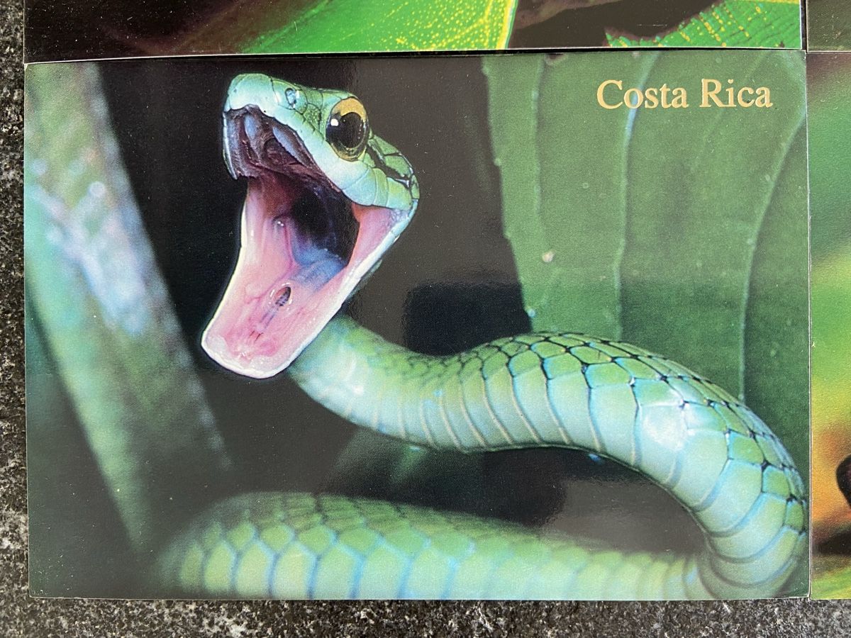 Ansichtskarten: 6 Postkarten Tiere Costa Rica – Neu (gemäss Beschreibung) aus Schwarzenburg von Aha016 5