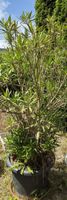 Grosse Oleander Pflanze im Topf – Sommertraum für Garten