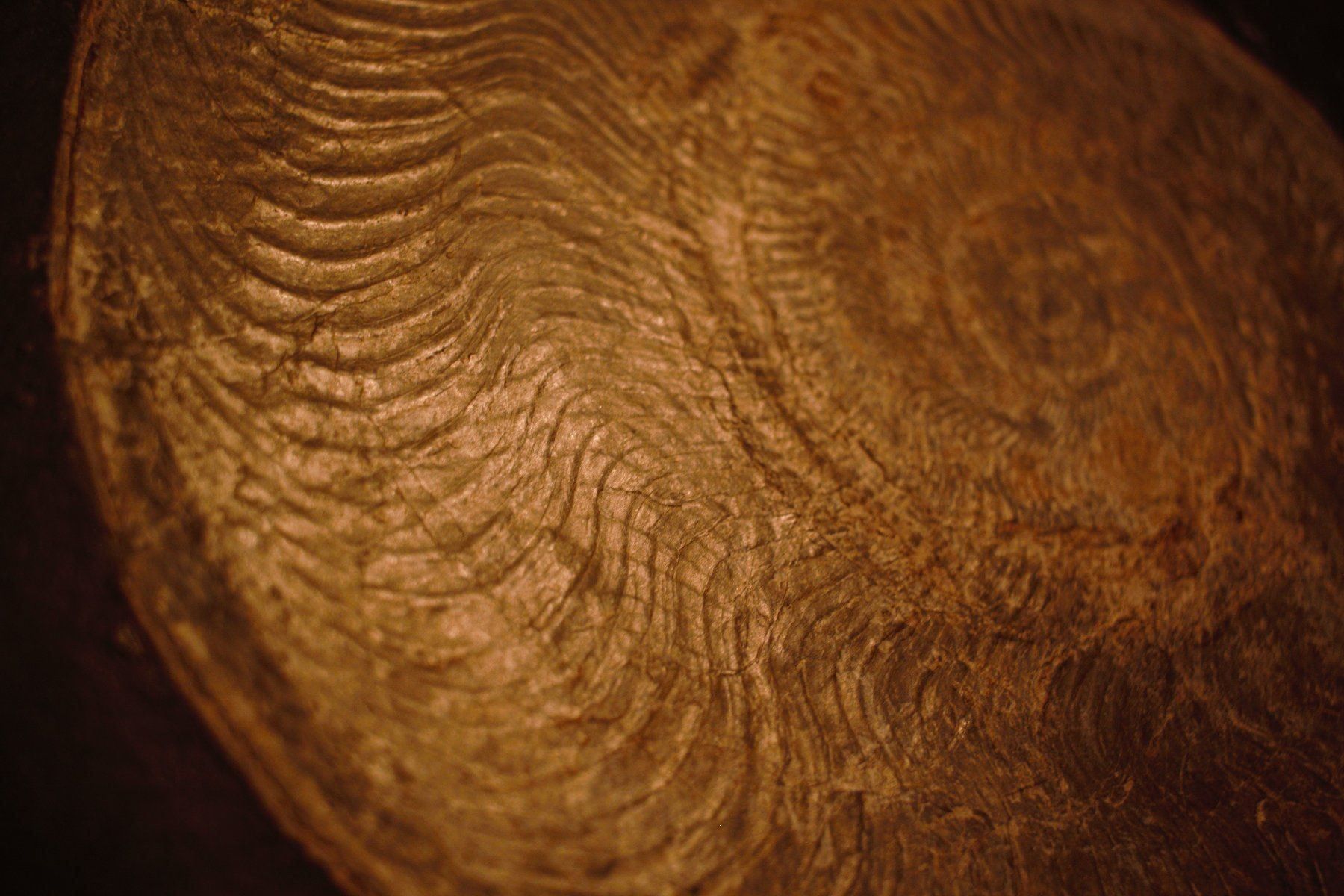 Fossili: Grosser Ammonit in Schiefer. – Nuovo (secondo la descrizione) da Besenbüren venduto da teluride89 6