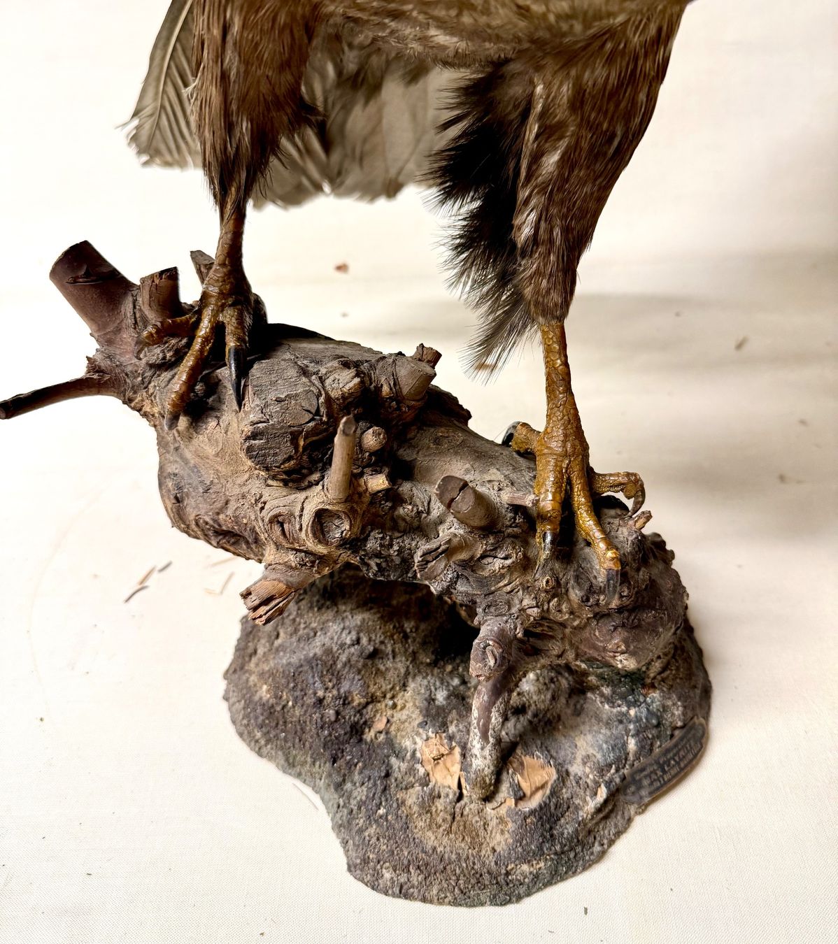 Il mondo degli animali: Vogelpräparat BUSSARD – Usato da Bern venduto da felberunderground 5
