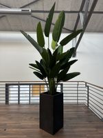 Strelitzie im Topf, Zimmerpflanze, Topfpflanze, 245cm gross