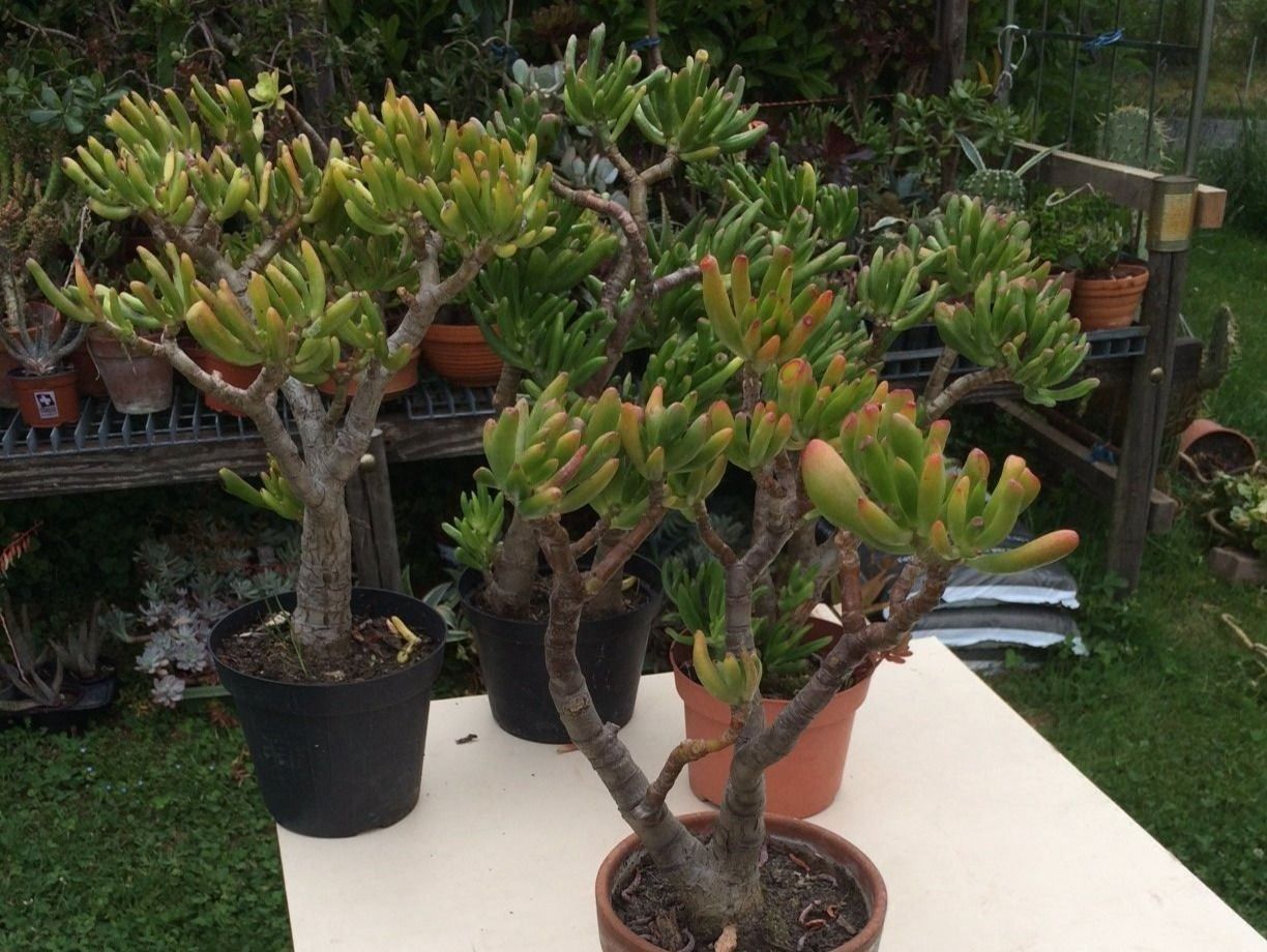 Piante & sementi: Crassula argantea – Usato da Vinelz venduto da Wellensittich55 4